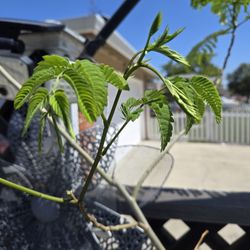 Mimosa Tree