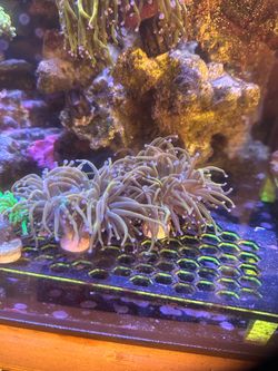 Fake - Rapunzei Torch Coral