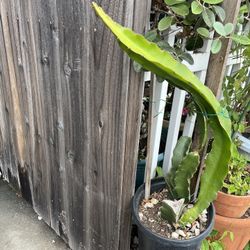 Dragon Red Fruit Plant 5 Gallons Size 