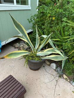 FREE - Large Agave Plant