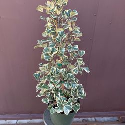 8” ficus triangularis 