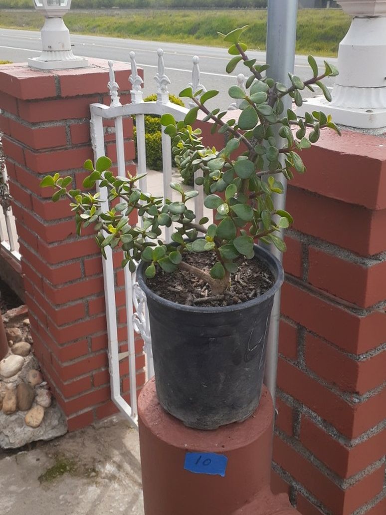 Plant