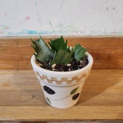 mini Christmas cactus