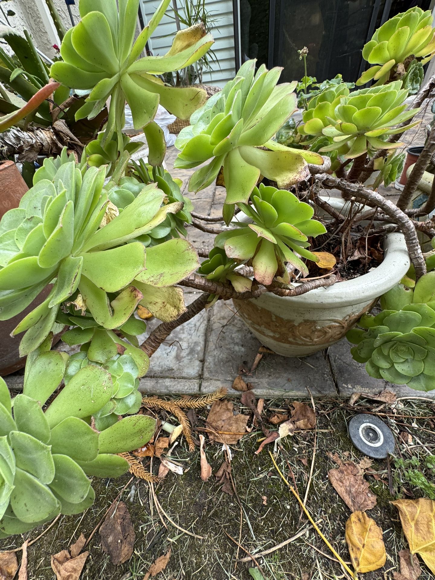 Aeonium Succulent In A Clay Pot