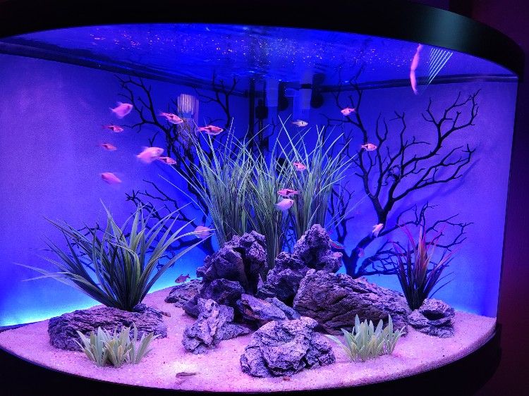 Immersive corner fish tank - everything you need!