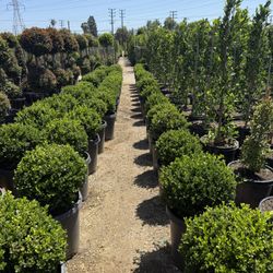 Boxwood Plant 