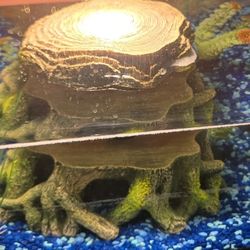 Turtle Resting Rock. 