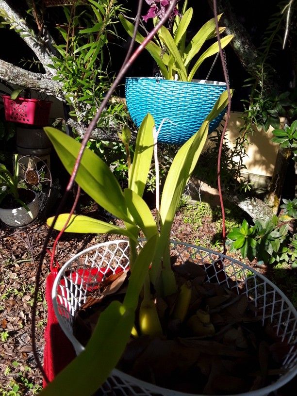 PLANT SALE . Orchids, Bromelaids , Pony Tail Palms