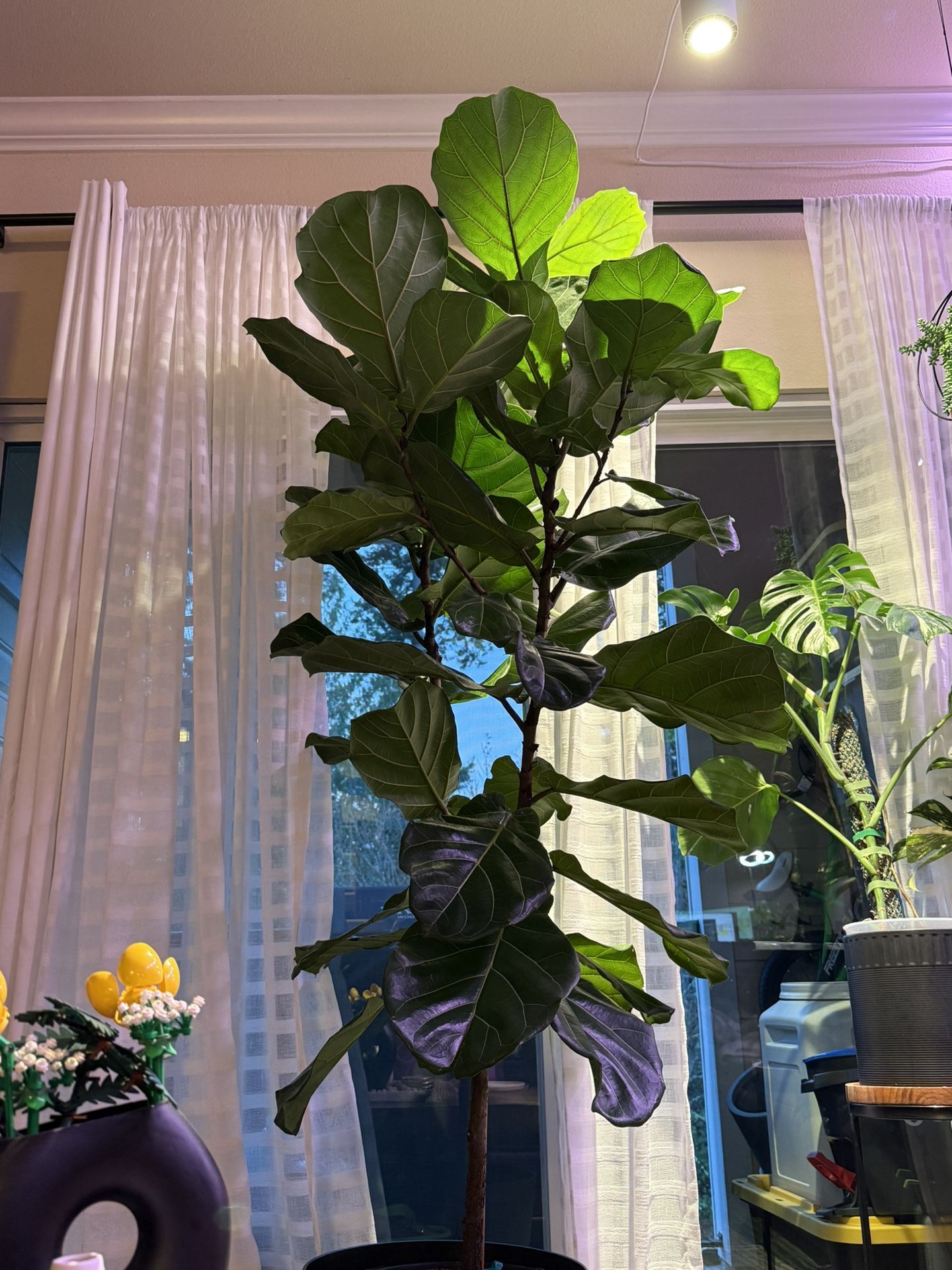 Fiddle Leaf Fig