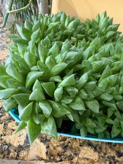 Hawortia succulent