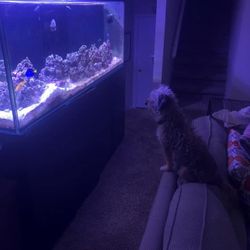 🐠 220 Gal Freshwater Or Saltwater Aquarium + Stand 