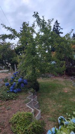Apple tree