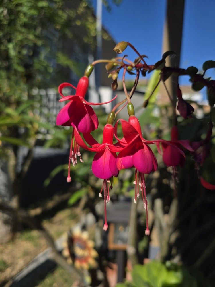 Plante De Flor De Aretitos De Campana
