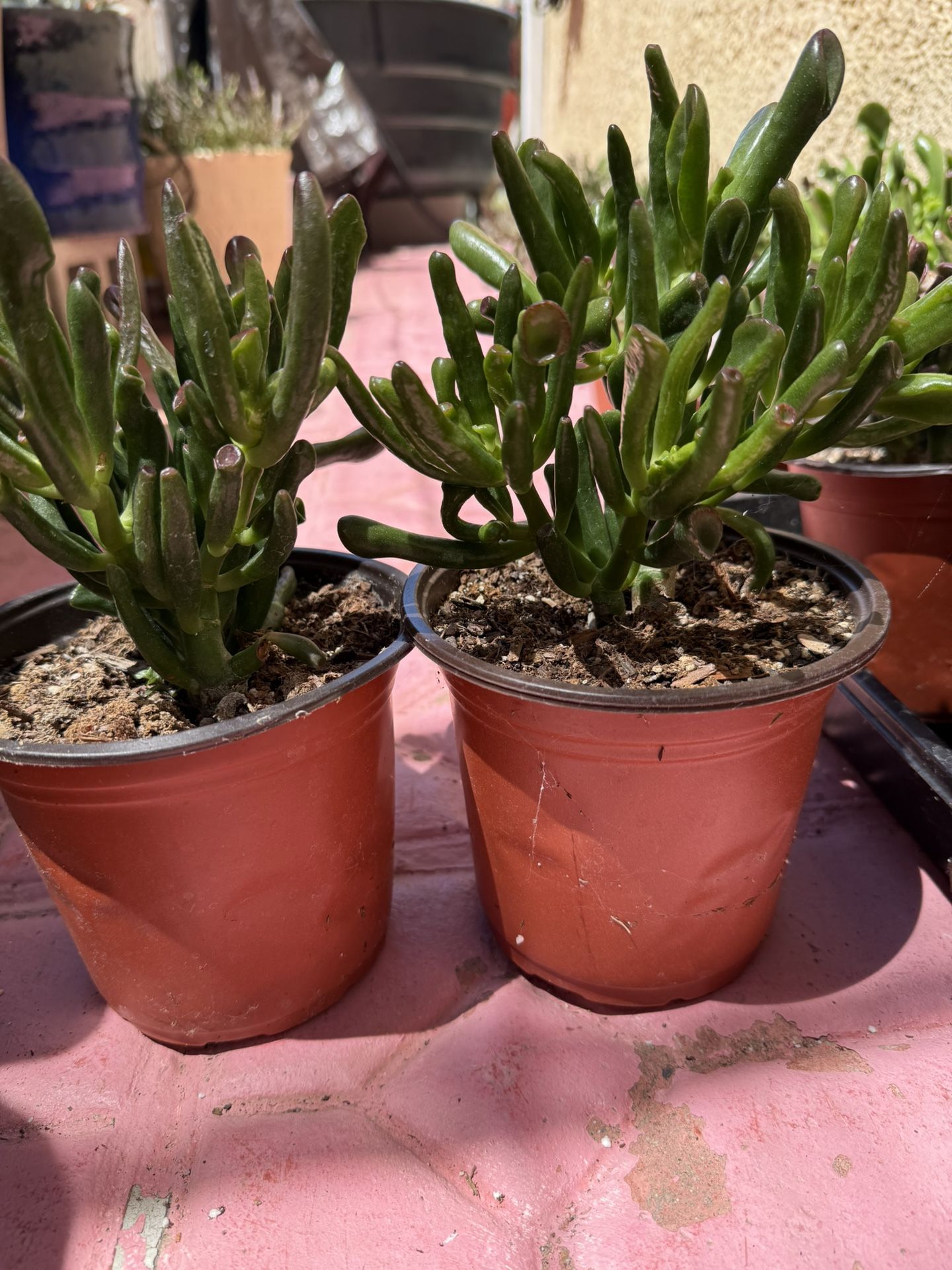 Succulents