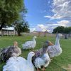 J&B Family Farm