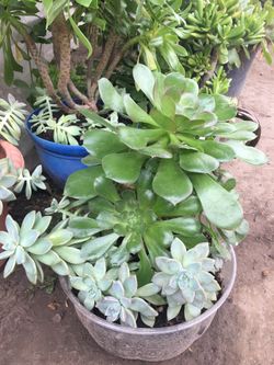 Assorted plants