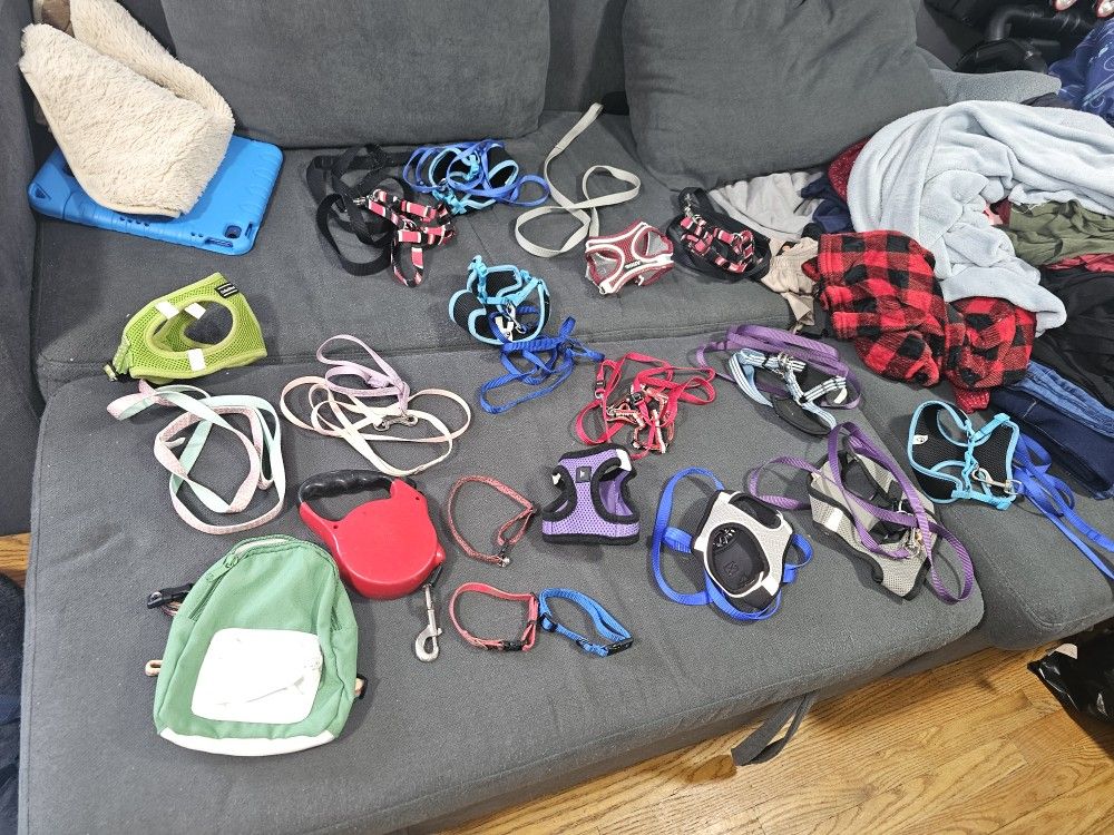 Colar, Harness & Leash