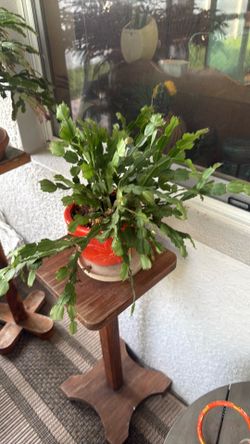Large Christmas cactus
