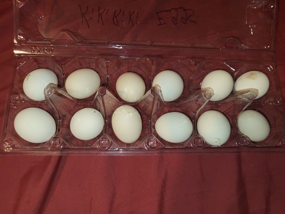 Kikiriki Hatching Eggs B!rDs