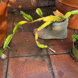 Maceta en forma de zapato cuatro dólares