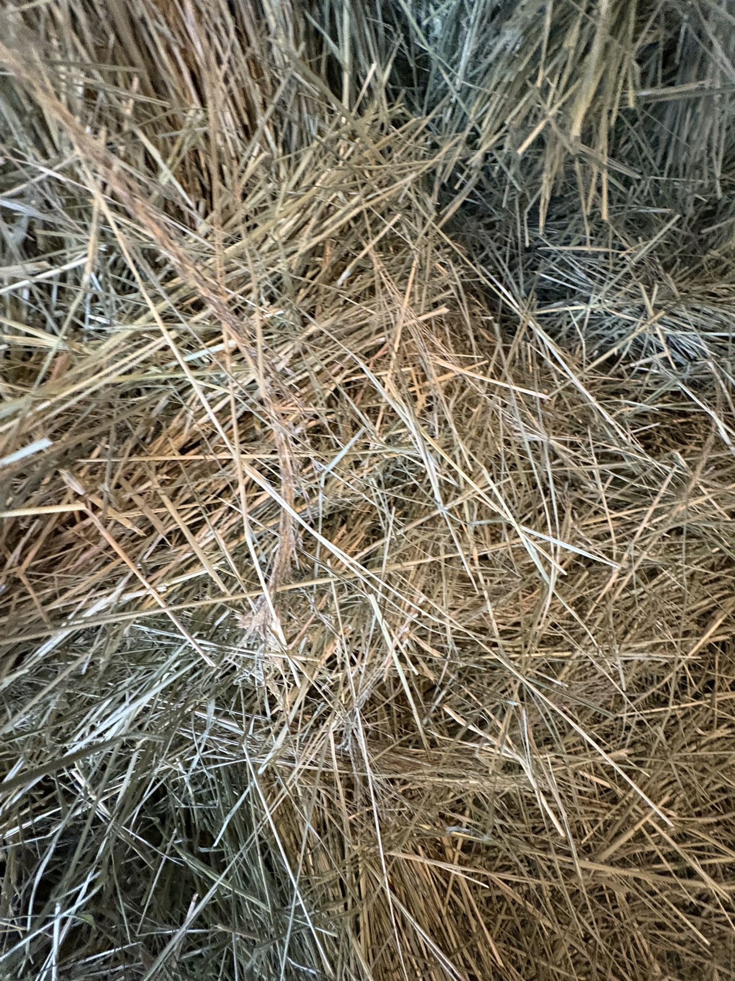 2 1/2 Bales Teff Hay