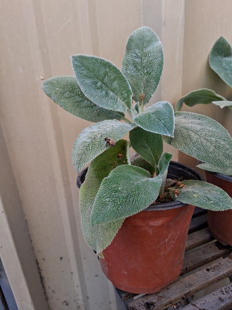 Lambs ear plan