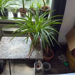 Spider Plant 