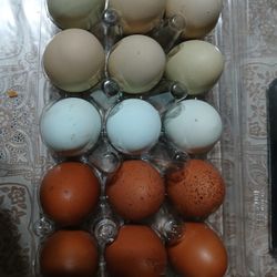  Huevo Fertile Incubar/ Fertile Eggs Incubate