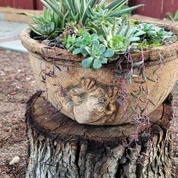 Potted Plants in Rare Antique Pottery