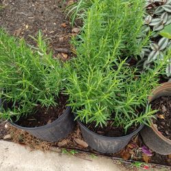 Romero En Maseta De Tres Galones 