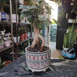Ginseng Ficus Bonsai Tree