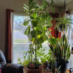 FIDDLE LEAF FIG