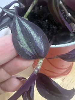 Tradescantia Zebrina Pot