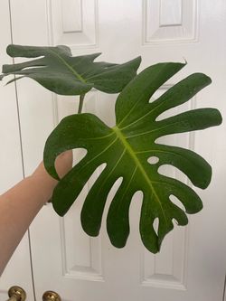 Monstera Deliciosa plant CUTTING