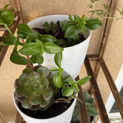 Plants For sale