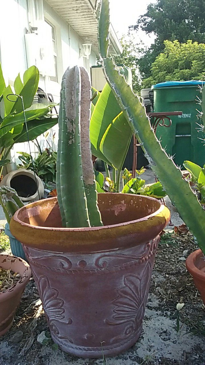 Large flowering cactus in styrofoam pot about to Bud with two flowers