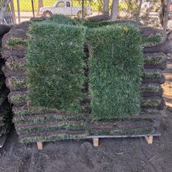 Sod And Sprinklers 