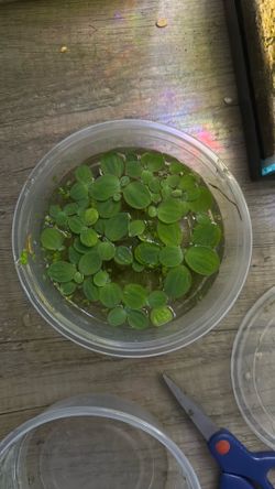 Dwarf water lettuce
