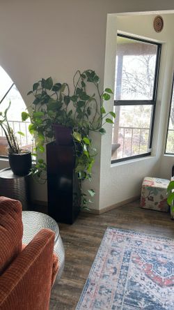 Real Plant And Plants Podium