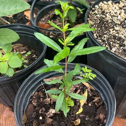 Live Pomegranate Plant – Fruit Tree Ready to Grow