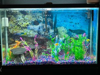 55 gallon fish tank