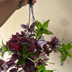 Callisia Fragans And Wandering Jew Evanescence 
