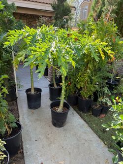 Papaya 5gal