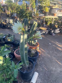 San Pedro Cactus in Mata de Cinco Gales