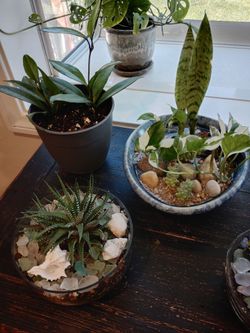 Assorted plants/decor