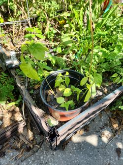 Seedlings Caroline reaper