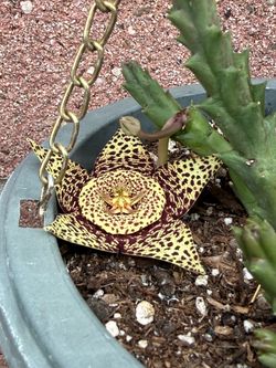 Stapelia star flower