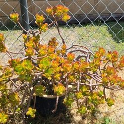 Beautiful Gold Red Green Jade Succulents Plant In Ceramic Pot
Lucky Money Tree Plant Pot