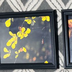 3 Photo Frame With Unique Fall Leaves Photos