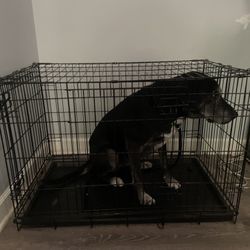 Large Kennel